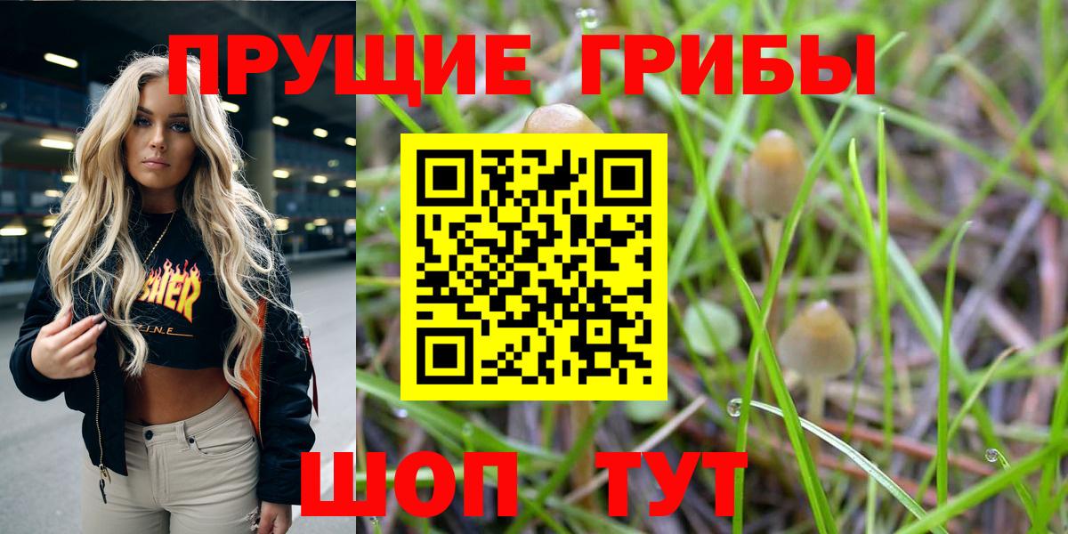 Красный Сулин  Галлюциногенные грибы Cubensis  Вход с VPN 